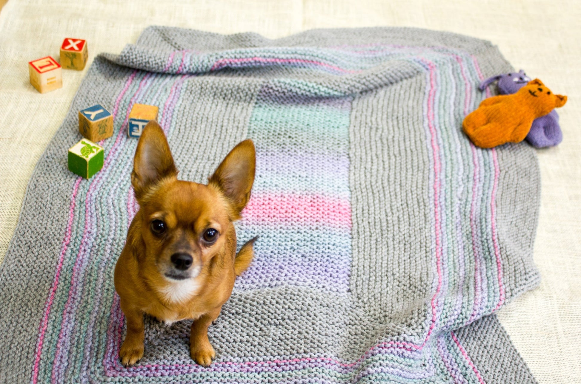 A small brown dog with pointed ears sits attentively on a Dream Baby baby blanket by Halcyon Yarn. To the left, there are scattered wooden alphabet blocks. In the top right corner is a purple teddy bear toy and an orange dinosaur toy.