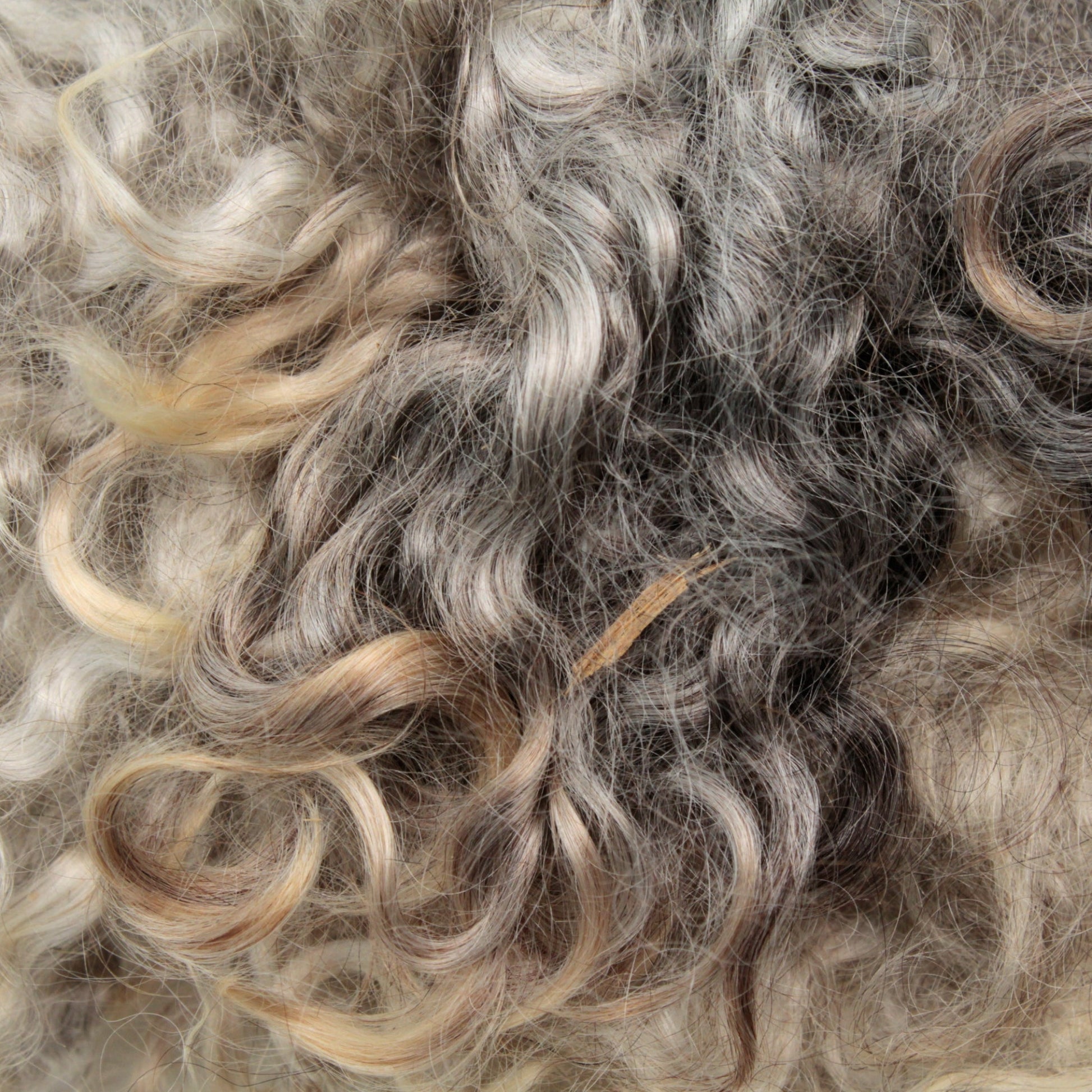 Close-up of a mass of curly hair with a blend of gray, silver, and light brown hues. The strands are densely packed with variations in curl tightness, resembling the detailed texture of Kid Mohair Locks & Loose Fiber from Prairie Lake Farm.