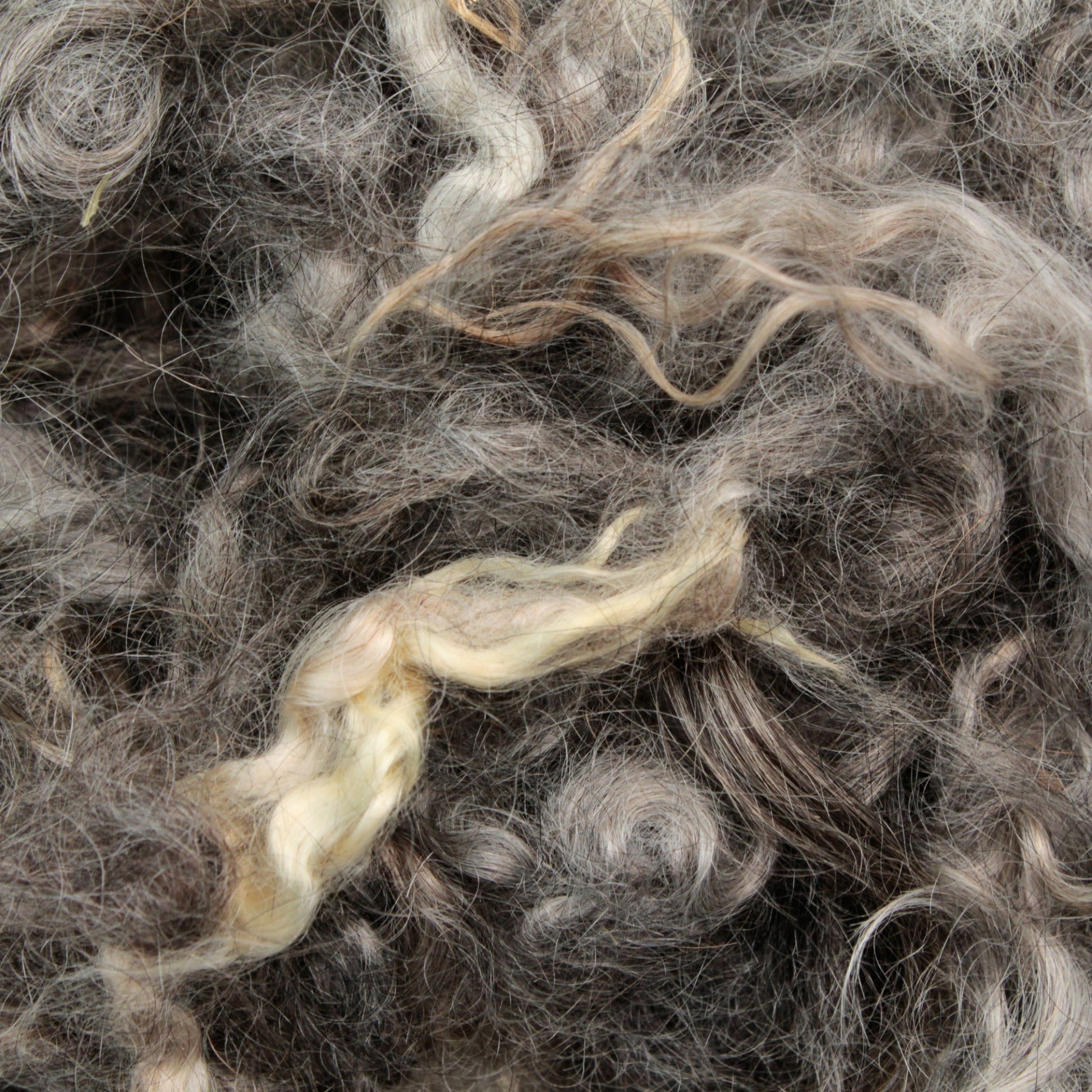 Close-up of Prairie Lake Farm's Kid Mohair Locks & Loose Fiber from an angora goat, showcasing a tangled mass with grey and brown hues intertwined with a few lighter strands. The fibers appear curly and slightly matted, creating a textured and intricate pattern.