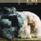 Two fluffy rabbits, one adorned with black and white fur and the other in cream, snuggle together on a wooden surface. They share the cover of PLY - The Magazine for Handspinners, Issue 28, Spring 2020: Fur by PLY Magazine as if posing for a cozy family portrait. Even a curious cat might be tempted to join this warm embrace. The word "Fur" is elegantly displayed at the bottom corner.