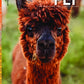 The cover of Issue 46, Autumn 2024 edition of PLY Magazine features a close-up of an alpaca with a fluffy brown coat. The backdrop is stylishly blurred to draw attention to the title "Alpaca" placed at the bottom right. Explore Alpaca Insights in this issue dedicated to spinning alpaca wool and mastering handspinning techniques.