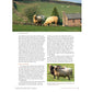 In "Spin Off Presents: Down and Related Breeds - eBook Printed Copy" by Long Thread Media, you’ll find analysis on a picturesque pastoral setting featuring Oxford ewes peacefully grazing near a stone wall and farm buildings. Additionally, it delves into the unique traits of Shropshire sheep, distinguished by their dark faces and legs. The text thoroughly explores the uses and characteristics of various sheep breeds and their wool.