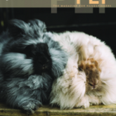 Cover of PLY - The Magazine for Handspinners, Issue 28, Spring 2020: Fur by PLY Magazine, featuring two fluffy rabbits – one black and grey, the other white and beige – cuddled together on a wooden surface. The magazine title "PLY: The Magazine for Handspinners" adorns the top, with "fur" at the bottom. Issue and date details are located in the upper left corner. A curious rabbit peeks from behind.