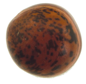 A close-up image of a single brown bean with dark, irregular speckles. The bean's surface appears smooth with a slightly glossy finish, reminiscent of Skacel's Sibokao Nut Round 7/8" Button. The shape is oval and rounded, characteristic of many types of beans.