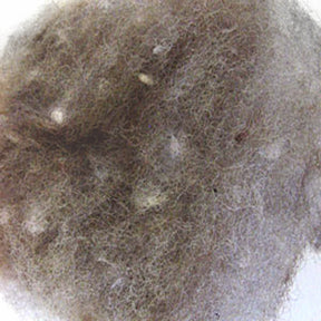 A close-up image of a clump of dust and hair, featuring a dense tangle of fine, fibrous material with some small white particles scattered throughout. The texture appears soft and fuzzy, reminiscent of the heathered colors found in Harrisville Designs' Harrisville Dyed & Carded Wool Fiber.