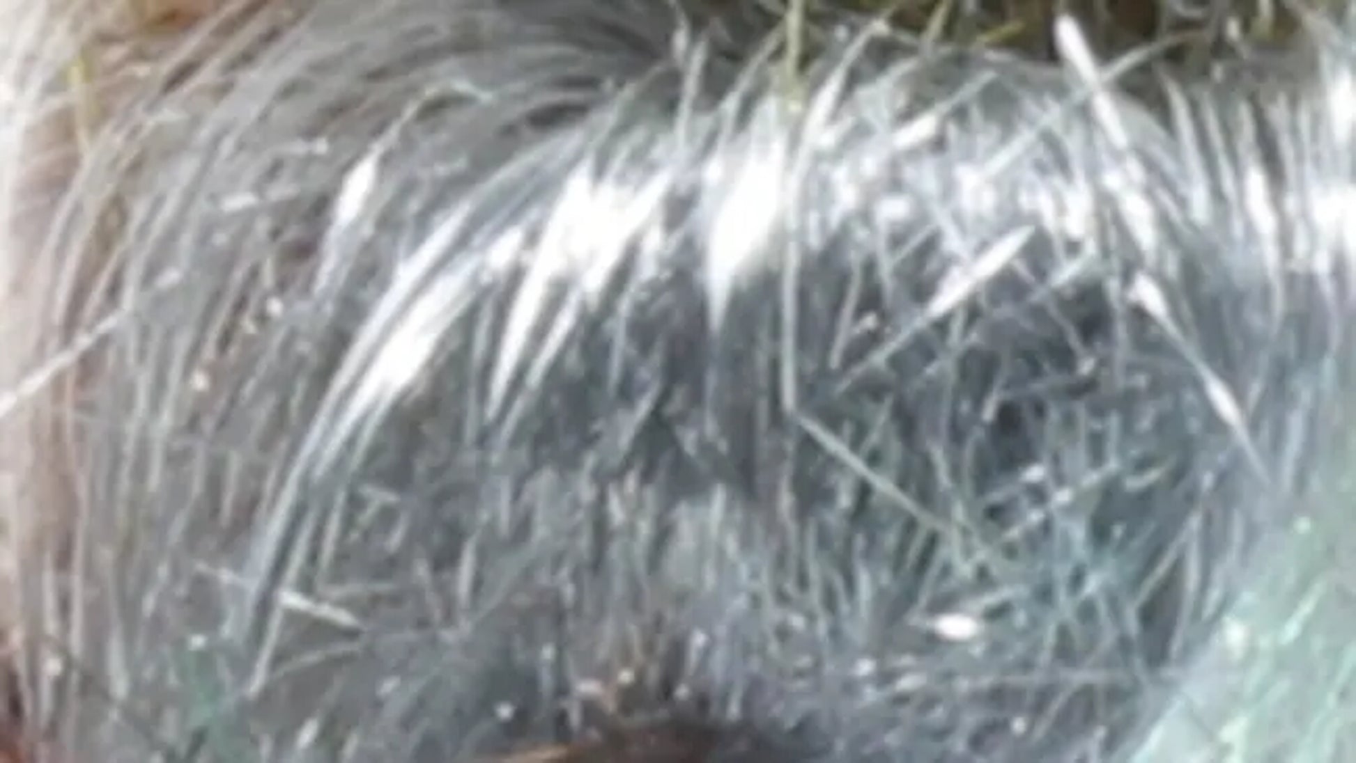 Close-up image showcasing silvery, grey fibers with shimmering highlights from the Clearance! Crystal Mylar Fiber by Foxglove Fiberarts Supply. The fibers reflect light to create a shiny appearance, and the texture is visible with various individual strands standing out against a blurred background.