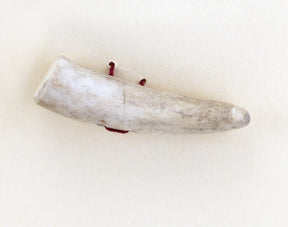 A close-up image of a single, curved antler piece from Favour Valley Woodworking's One Tip Toggle Button collection lays on a plain off-white surface. The button has a slight curve and features some red thread or string attached near the base, adding to its rustic charm.