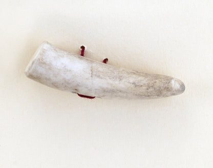 A close-up image of a single, curved antler piece from Favour Valley Woodworking's One Tip Toggle Button collection lays on a plain off-white surface. The button has a slight curve and features some red thread or string attached near the base, adding to its rustic charm.