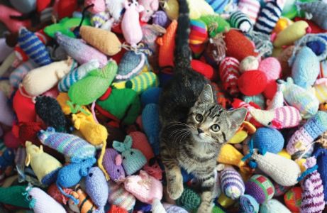 knittin-kittens